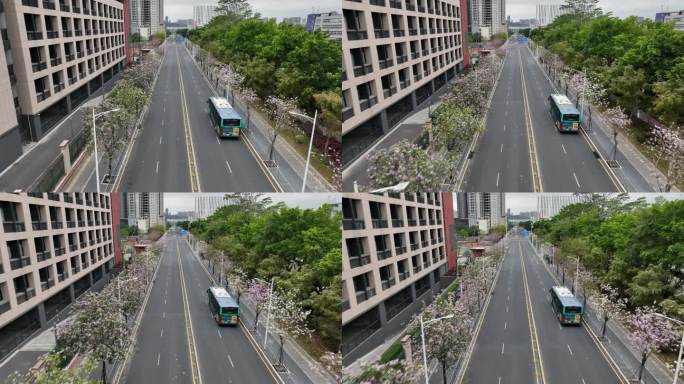 深圳春天花开马路上的公交车航拍紫荆花