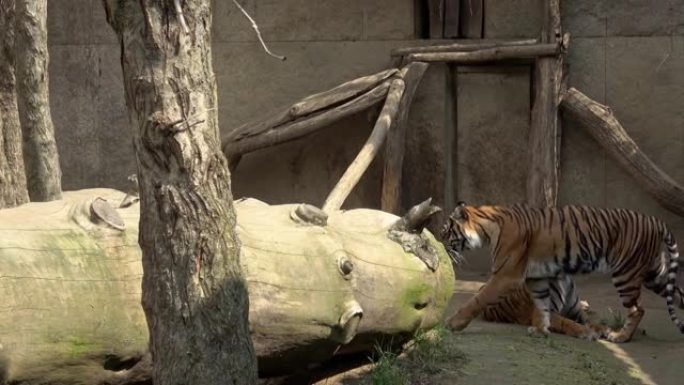 公园里躺着的两只老虎