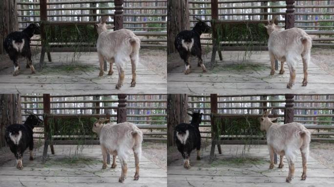两只黑色和米色的小型喀麦隆山羊从喂牛器中吃草。