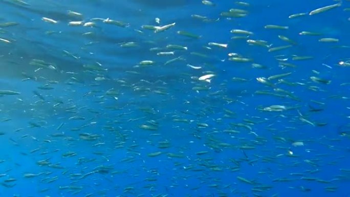 特写镜头，大量的小鱼在蓝色水面下游泳。海洋中的水下生命