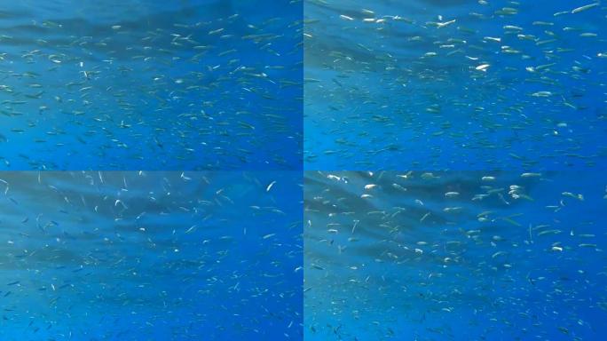 特写镜头，大量的小鱼在蓝色水面下游泳。海洋中的水下生命