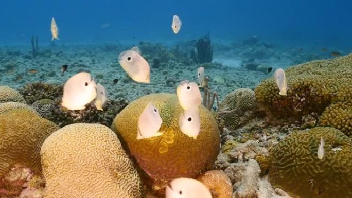 在库拉索岛的加勒比海珊瑚礁中，有蝴蝶鱼的海景等待着带槽的脑珊瑚的产卵