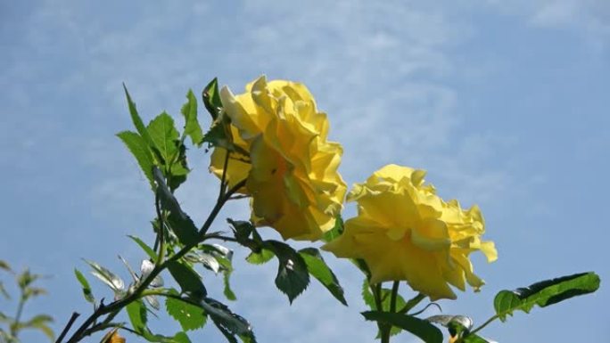 黄玫瑰在蓝天下的低角度视图。