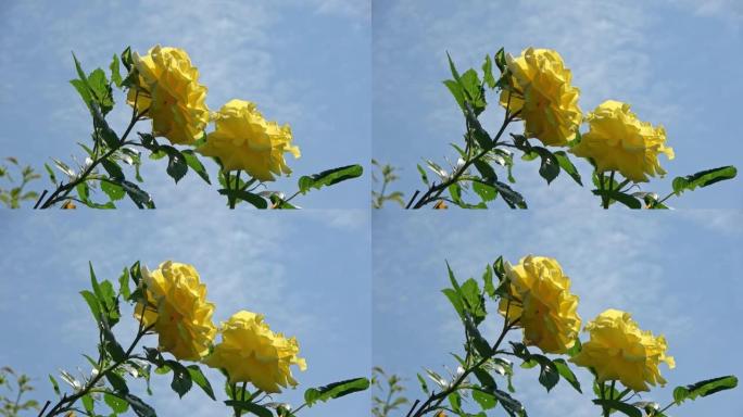 黄玫瑰在蓝天下的低角度视图。