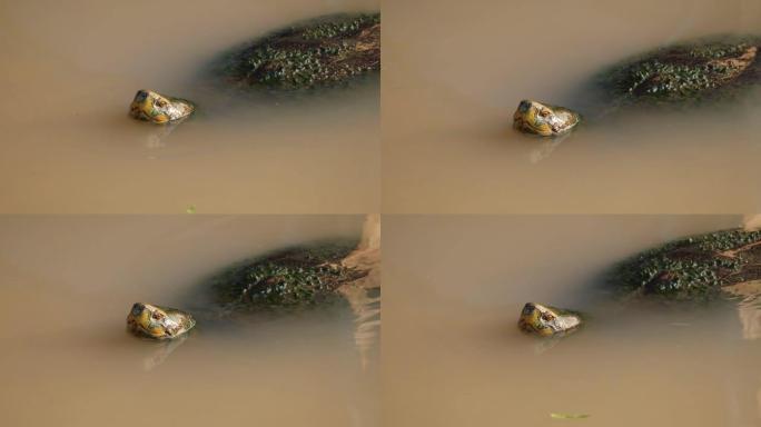 天然海龟在天然运河中游泳