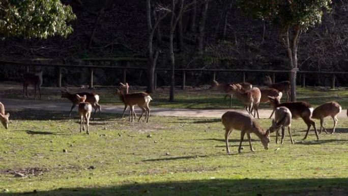 日本奈良公园的牧群梅花鹿运动。日本野生鹿皮