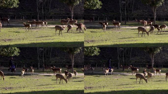 日本奈良公园的牧群梅花鹿运动。日本野生鹿皮