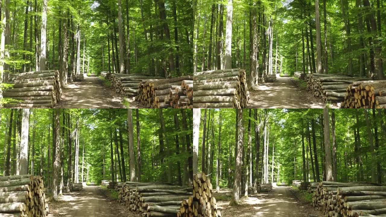 在春季穿越木材林