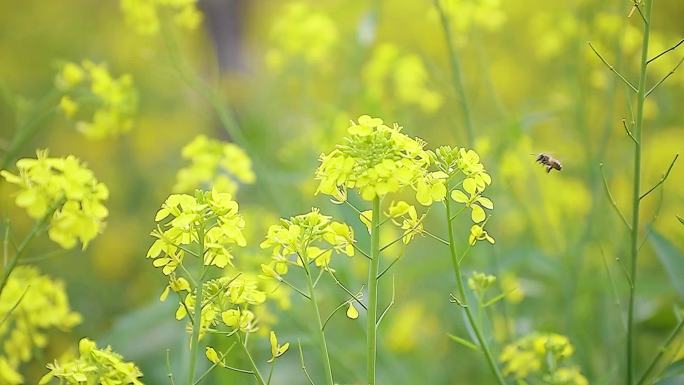 樱花 牡丹花  樱花园 花园 人工种植