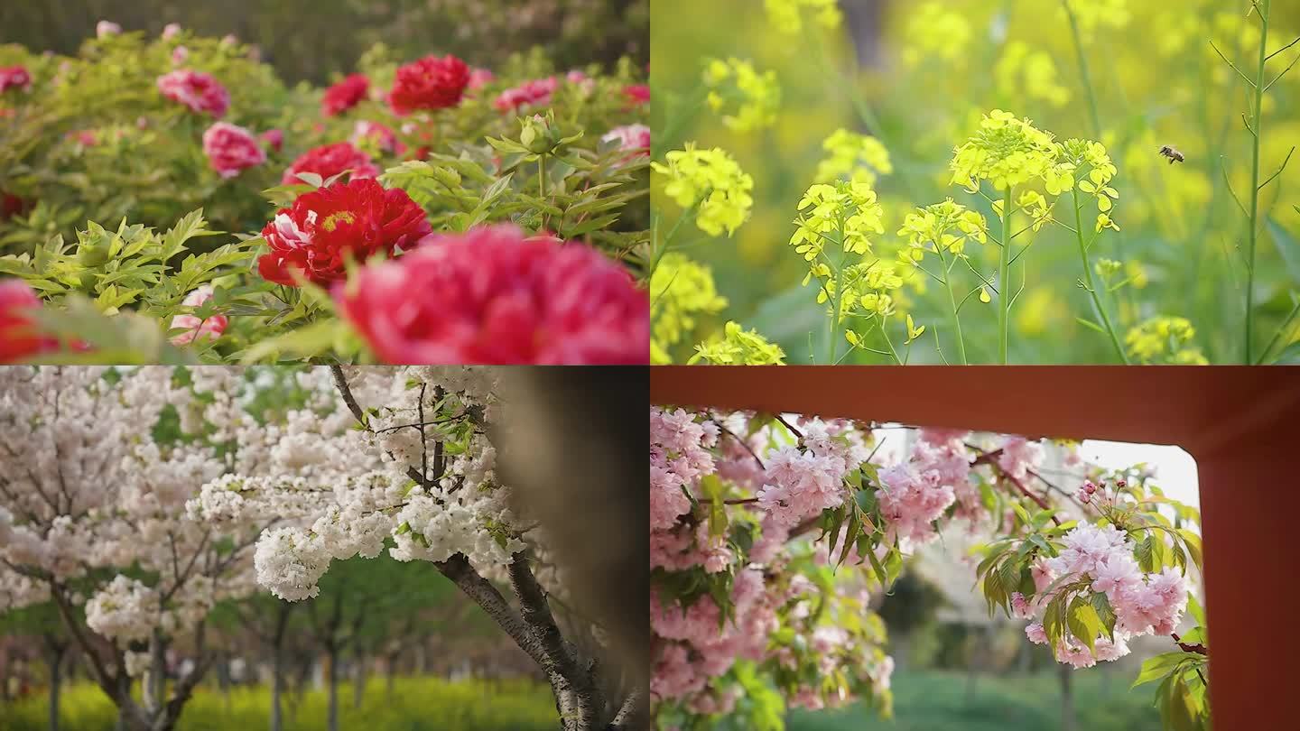 樱花 牡丹花  樱花园 花园 人工种植