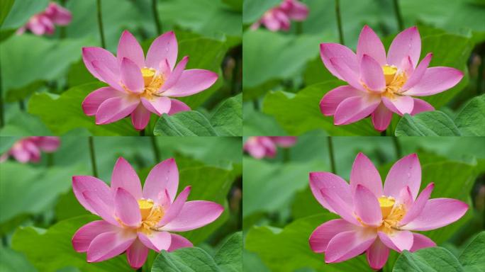 美丽的荷花在下雨天摇摆，粉红色的花朵，绿叶和芽背景，特写镜头，4k镜头，b卷镜头放大效果。
