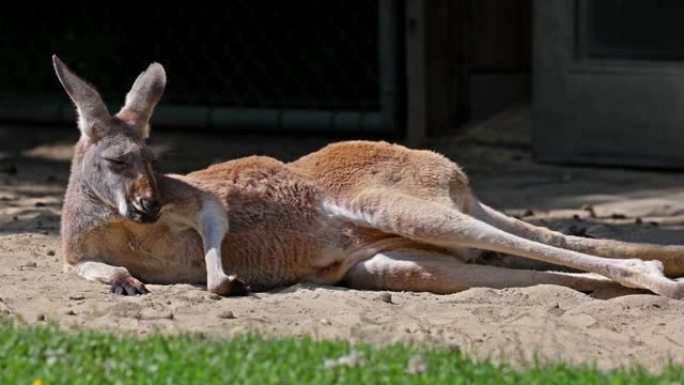 红袋鼠，德国公园中的Macropus rufus