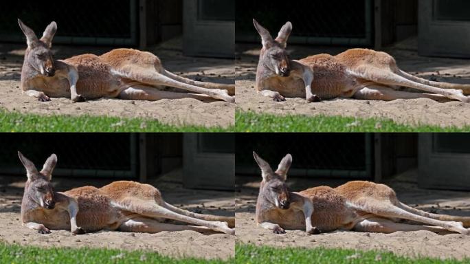 红袋鼠，德国公园中的Macropus rufus