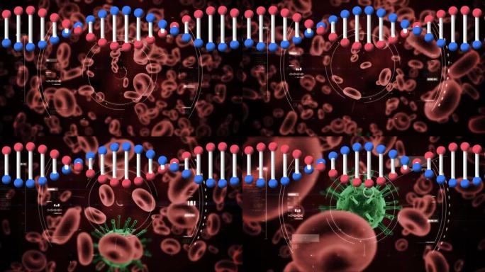 dna链在红细胞上旋转的动画