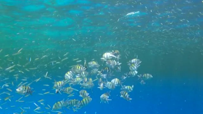 各种物种的热带鱼在富含浮游生物的地表水中觅食。视觉上可分辨的浮游生物丰富的水层 (罕见现象)