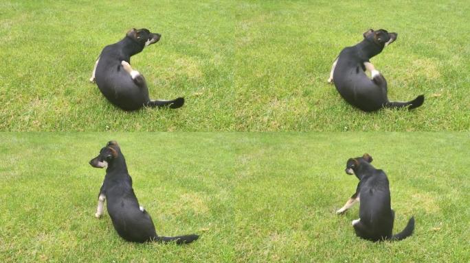 狗自己在抓痒跳蚤虱子。狗坐在草地上流浪狗到处都是跳蚤。