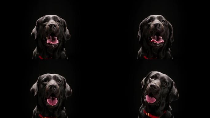 黑色背景上的黑色拉布拉多枪口，相机中张开嘴的深色猎犬狗的特写镜头。在工作室拍摄家庭宠物