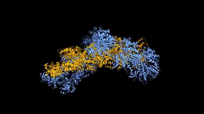 肌球蛋白VI (蓝色)-肌动蛋白 (橙色) 复合物的结构 (无核苷酸) 状态