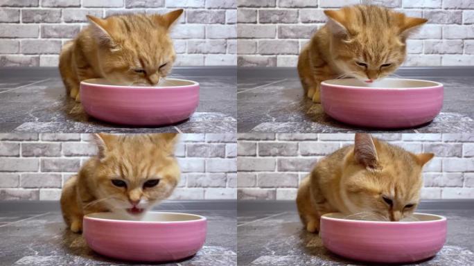 从粉色碗里吃的红色姜黄色条纹小猫。灰色砖墙背景