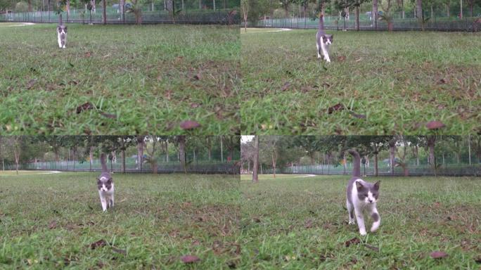 好奇的猫在田野里，环顾四周，走向相机，大喊喵。