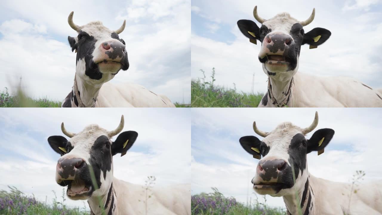 奶牛躺在绿草上，咀嚼着。牛头特写。牧场中的牛，4k