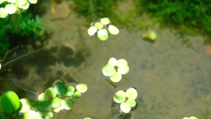 鱼苗在外面的水族馆里游泳