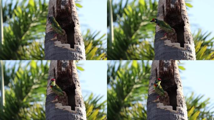 鸟儿啄木鸟在公园里刺穿椰子树。