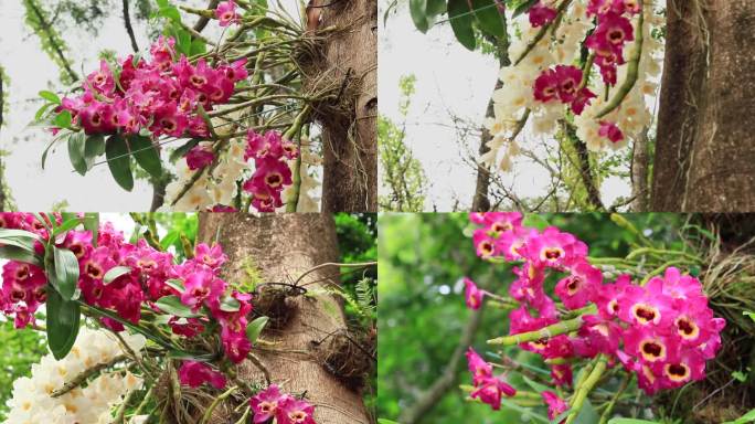 红皇后春石斛兰草花红色兰花白色兰花白花朵