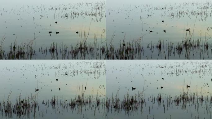 高清拍摄苏州太湖，湖水中的芦苇和野鸭。