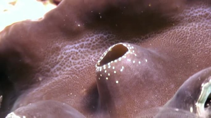 马尔代夫令人惊叹的海底背景上的三叉双壳类软体动物。