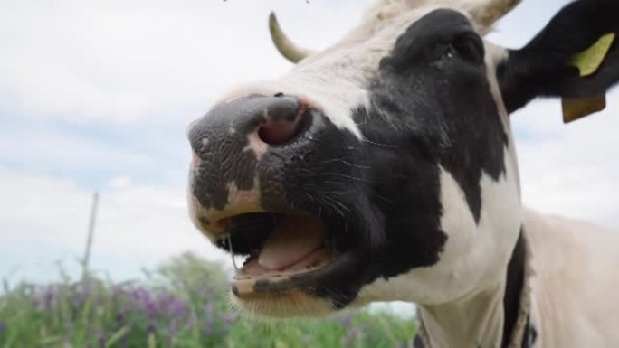 咀嚼奶牛的特写镜头。草地上的黑白奶牛咀嚼Cud