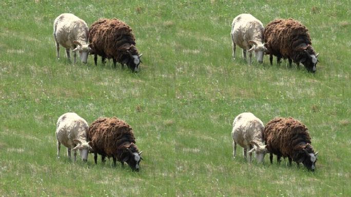 大热天牧场上的羊