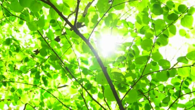 阳光透过绿叶的树枝