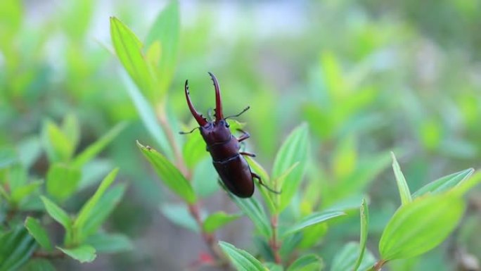 鹿角甲虫是泰国来之不易的昆虫。