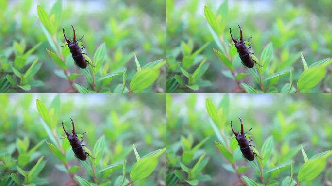 鹿角甲虫是泰国来之不易的昆虫。