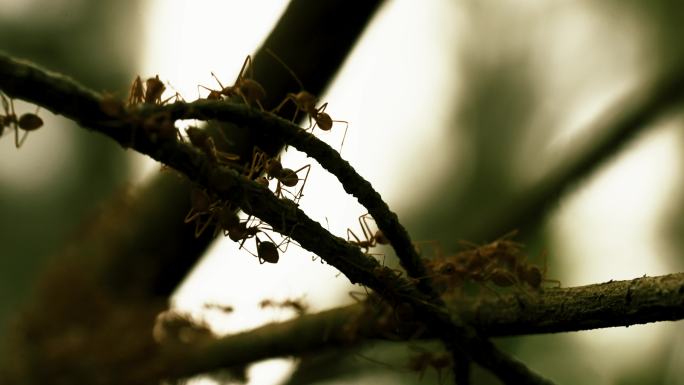 丛林蚂蚁特写镜头