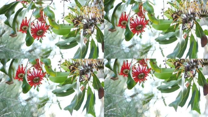 火轮树红花，美国加利福尼亚州。澳大利亚白木橡木，stenocarpus sinuatus不寻常的独特