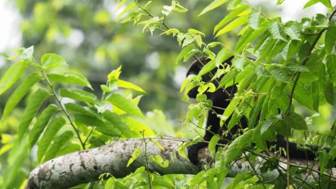 来自中美洲和南美洲的大吼猴-Alouatta palliata或金色大吼猴，新世界猴。在美国热带雨林