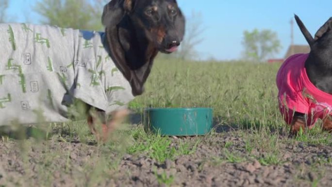 活跃的腊肠狗穿着有趣的衬衫在散步时在田野的草地上奔跑，上气不接下气，所以它们从碗里喝凉水来提神解渴