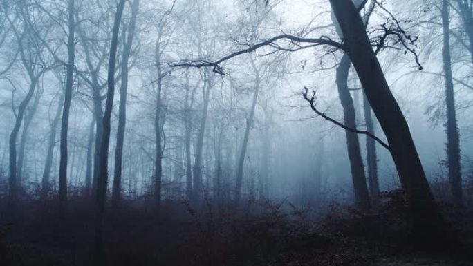 英国，英国，深蓝色森林风景中神秘幽灵般的可怕光秃秃的树木和林地的闹鬼森林风景与浓雾和薄雾在美丽的大气
