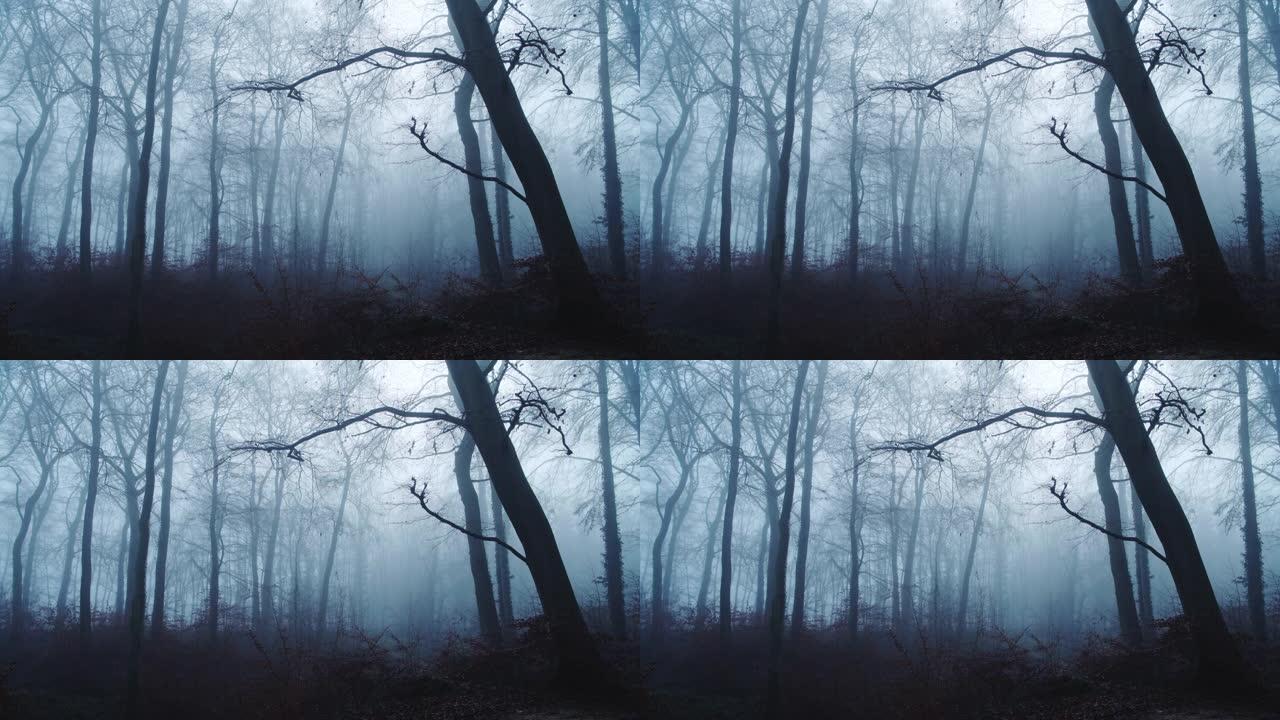 英国，英国，深蓝色森林风景中神秘幽灵般的可怕光秃秃的树木和林地的闹鬼森林风景与浓雾和薄雾在美丽的大气