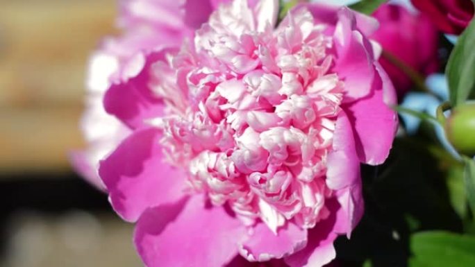 风中柔软的粉红色牡丹的花蕾。