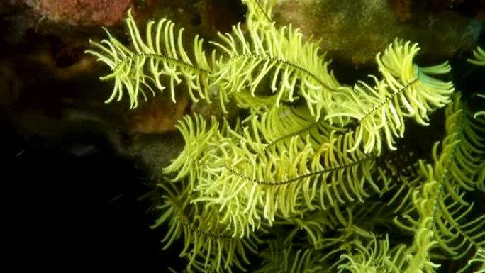 绿色蕨类软珊瑚