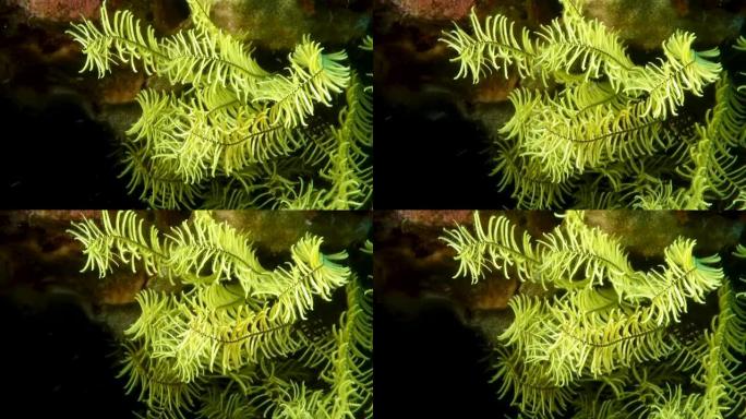绿色蕨类软珊瑚