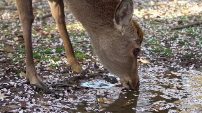 日本奈良公园森林水坑上的鼻子鹿的特写