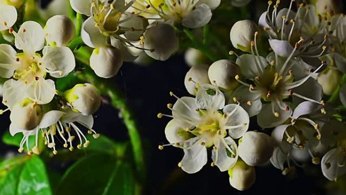 黑底白蜡树的花。