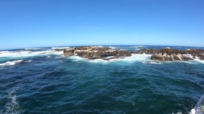 南非开普敦附近的海豹岛乘船旅行野生生物殖民地玩跳跃游泳广角清澈蓝天4k慢动作