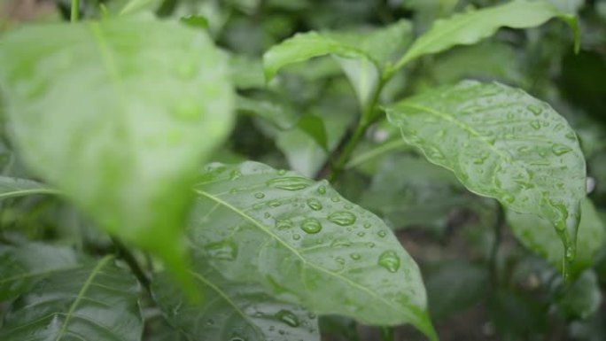 关闭落在绿色的紫薇茉莉花植物叶子上的雨滴水。夏季季风雨滴在绿色的树叶上。美丽的雨季。自然背景。库存镜