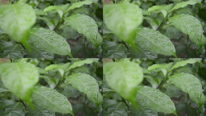 关闭落在绿色的紫薇茉莉花植物叶子上的雨滴水。夏季季风雨滴在绿色的树叶上。美丽的雨季。自然背景。库存镜