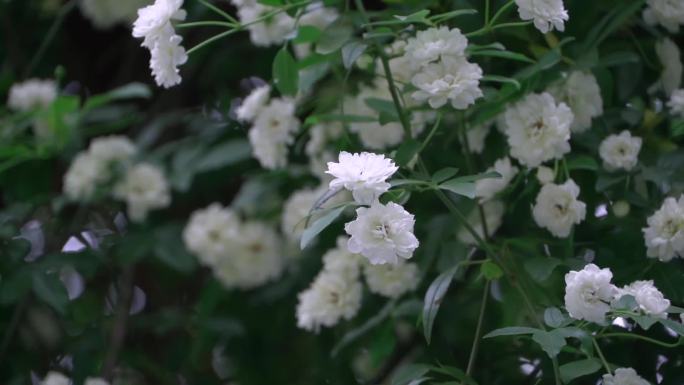 木香花 茉香花